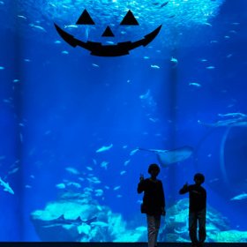 大洗の水族館