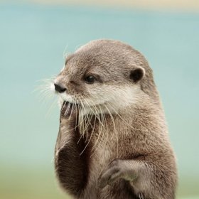 カワウソの餌やり体験