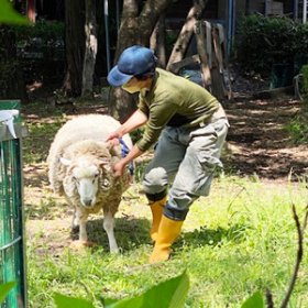 毛むくじゃらの羊さん