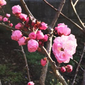 梅の楊貴妃さん